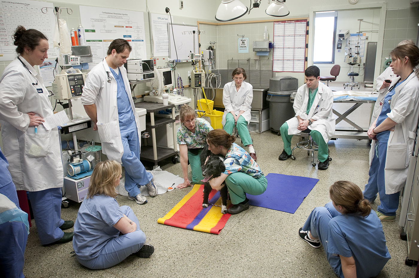 A group of veterinarians and students surrounding a dog in a clinic room.