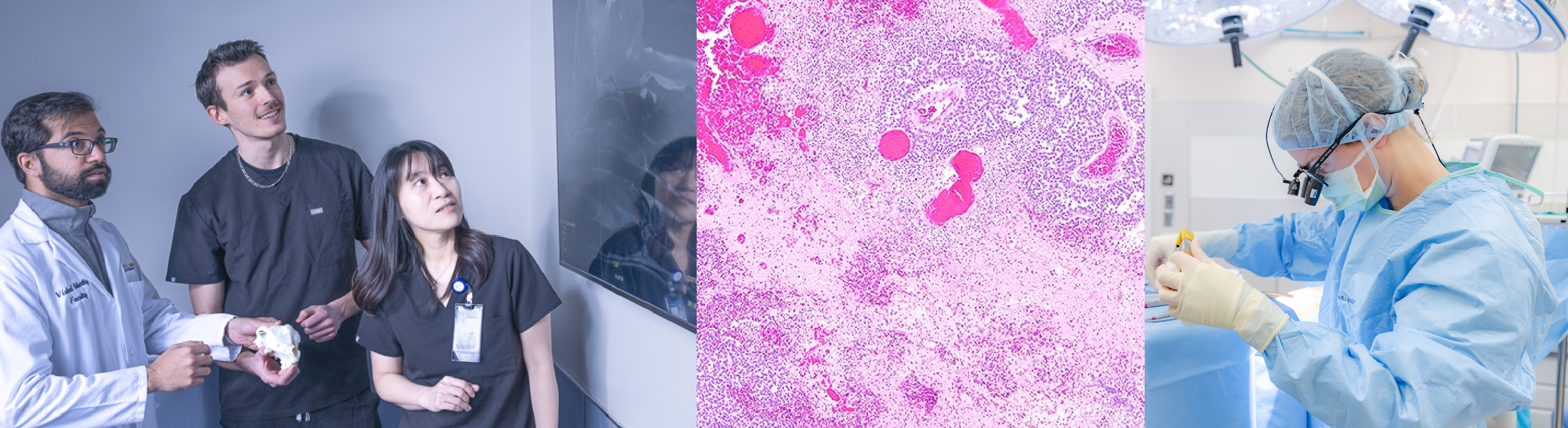 Three-panel scene: clinicians with viewing mri, cancer histology slide, surgeon operating